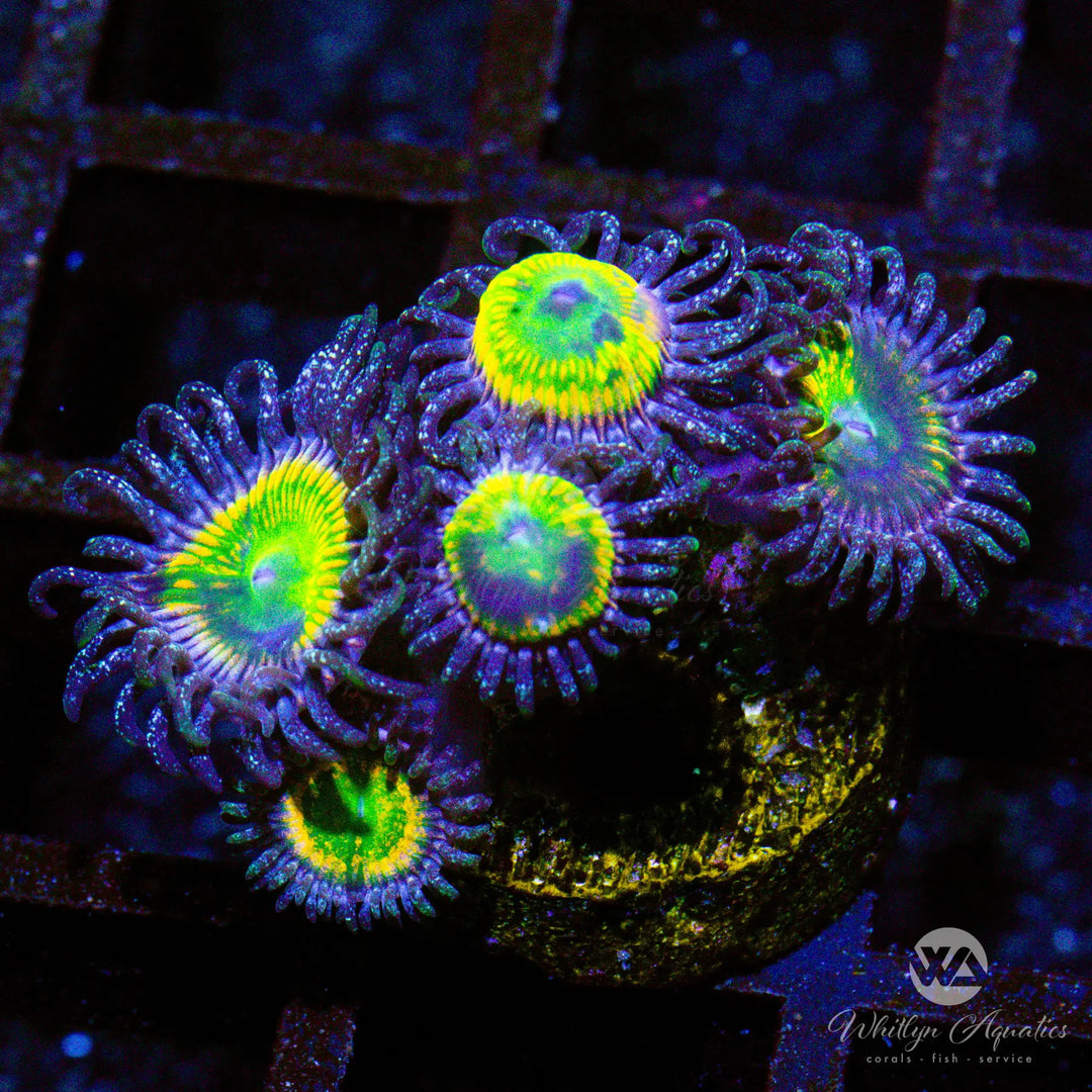 B24 - Sunny D Zoa - WYSIWYG