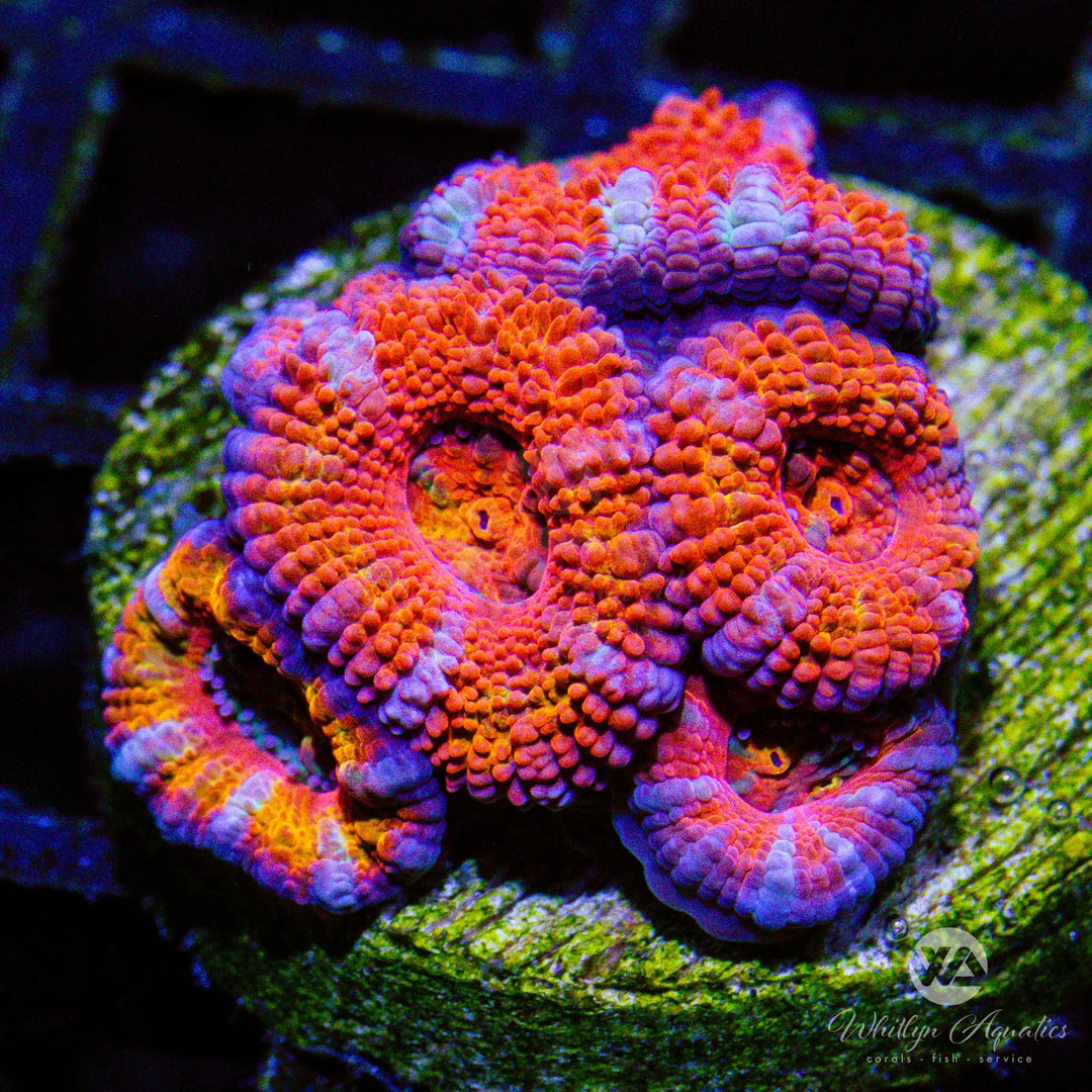 B28 - Red Acan - WYSIWYG