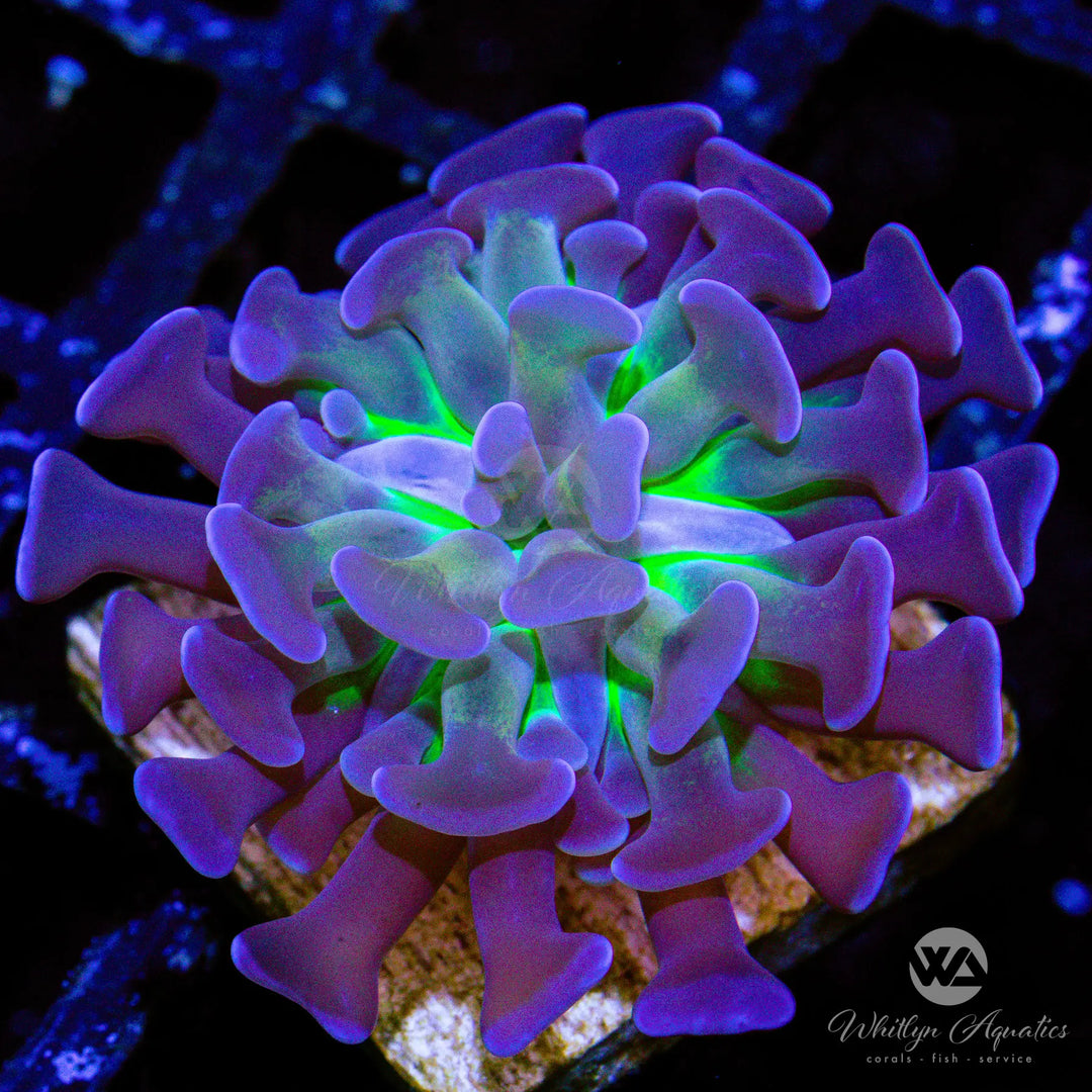 C33 - WA Gold Tentacle Hammer - WYSIWYG