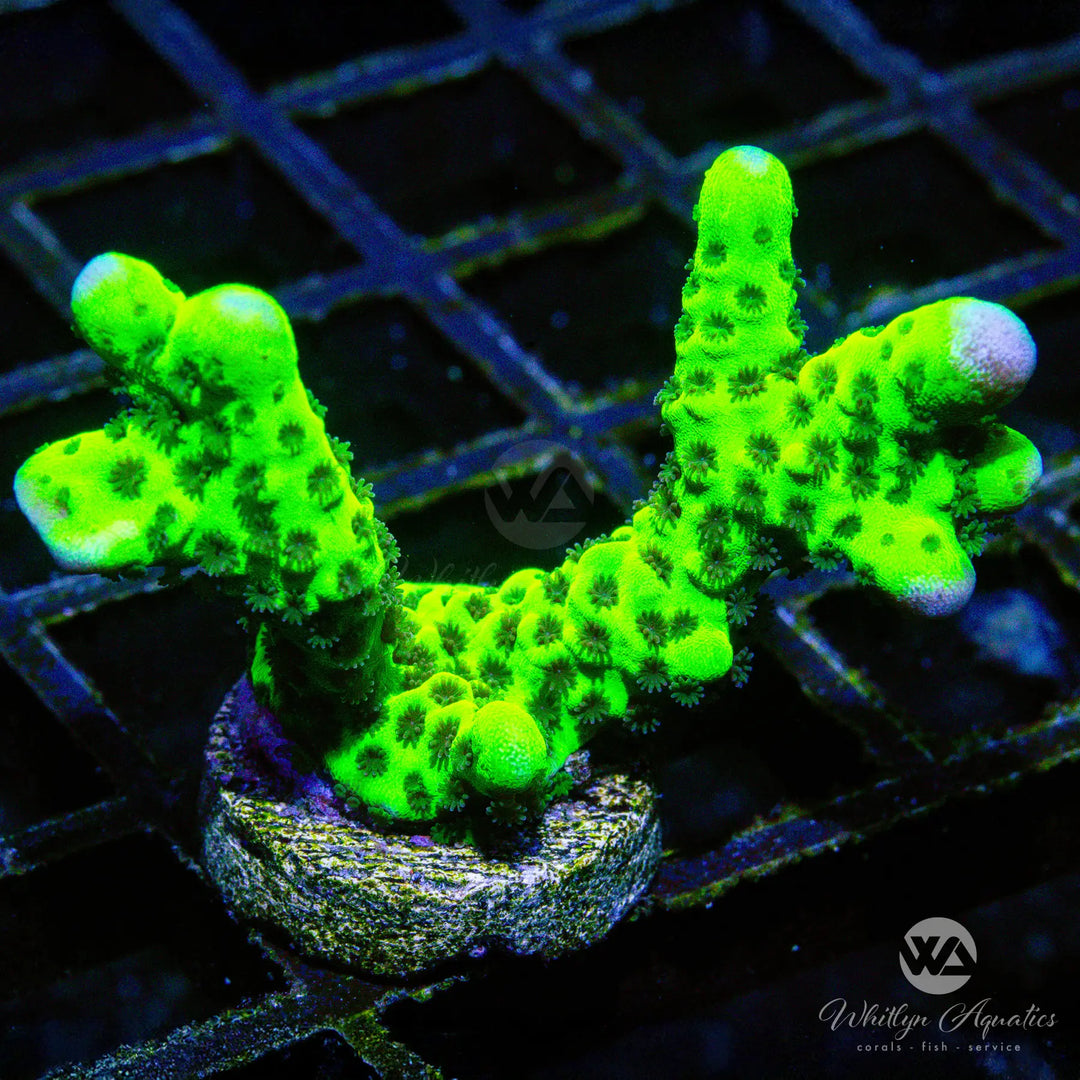 D32 - Montipora Spongodes - WYSIWYG
