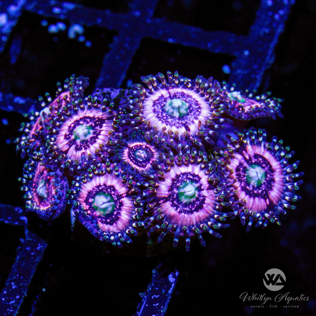 D26 - Pink Zipper Zoa - WYSIWYG