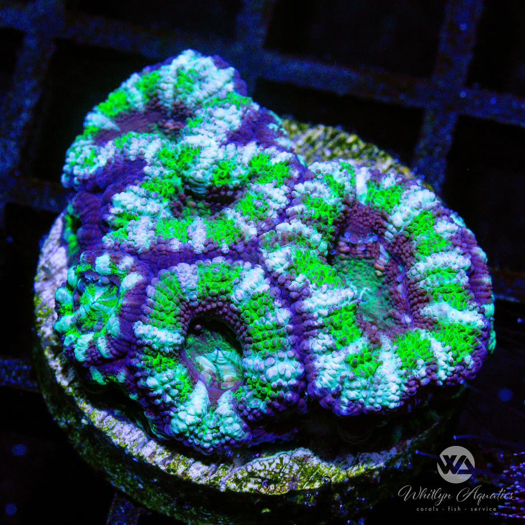 B39 - WA Jester Acan - WYSIWYG