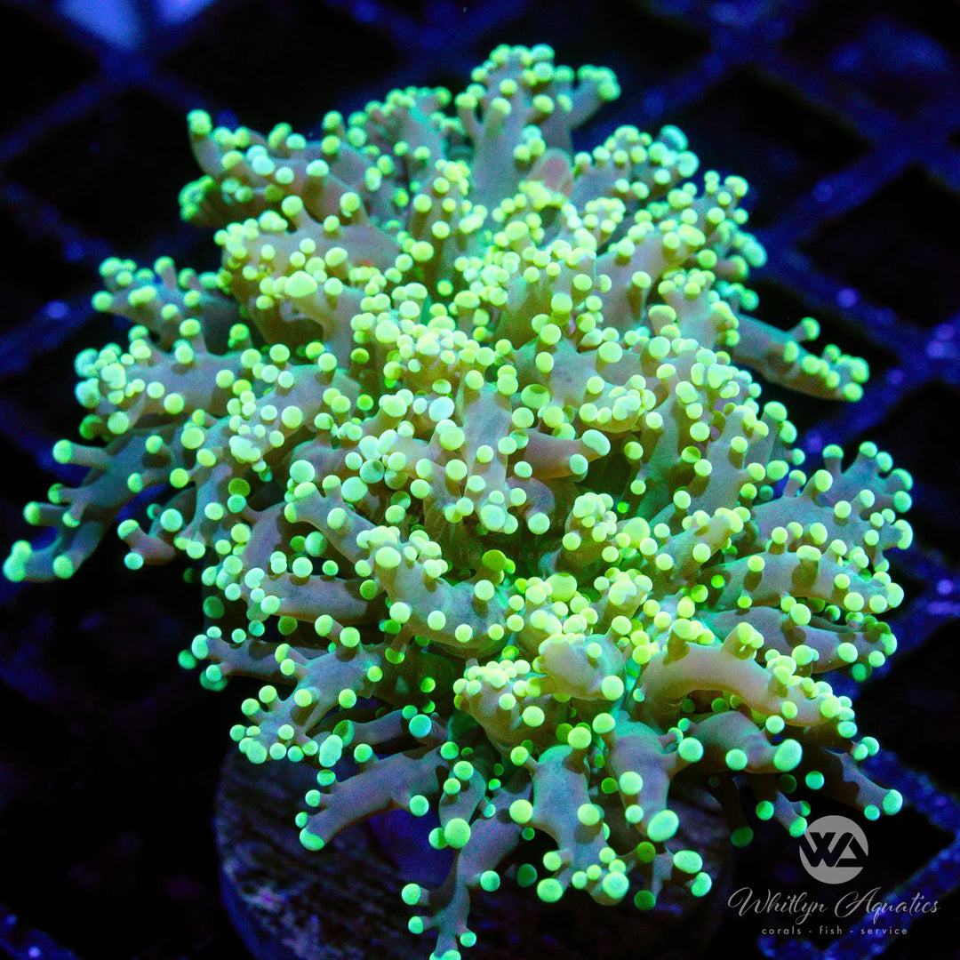 11D - Yellow Octospawn - WYSIWYG