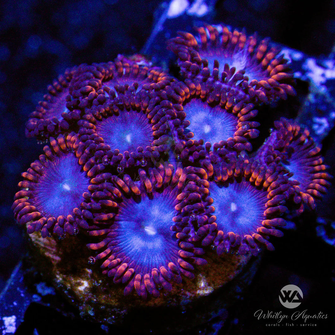C34 - WA Superman Zoa - WYSIWYG