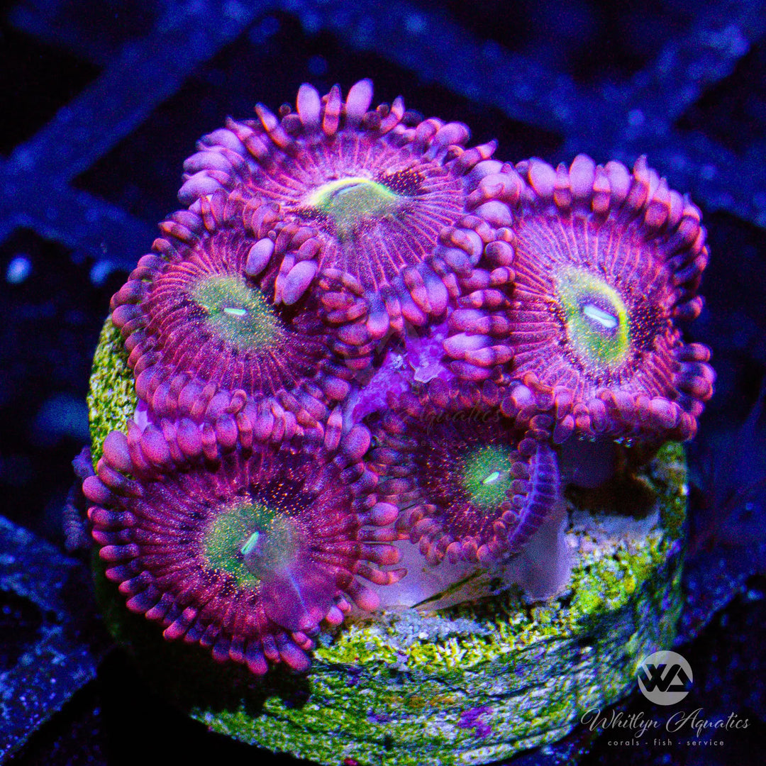 28A - Playboy Bunny Zoa - WYSIWYG