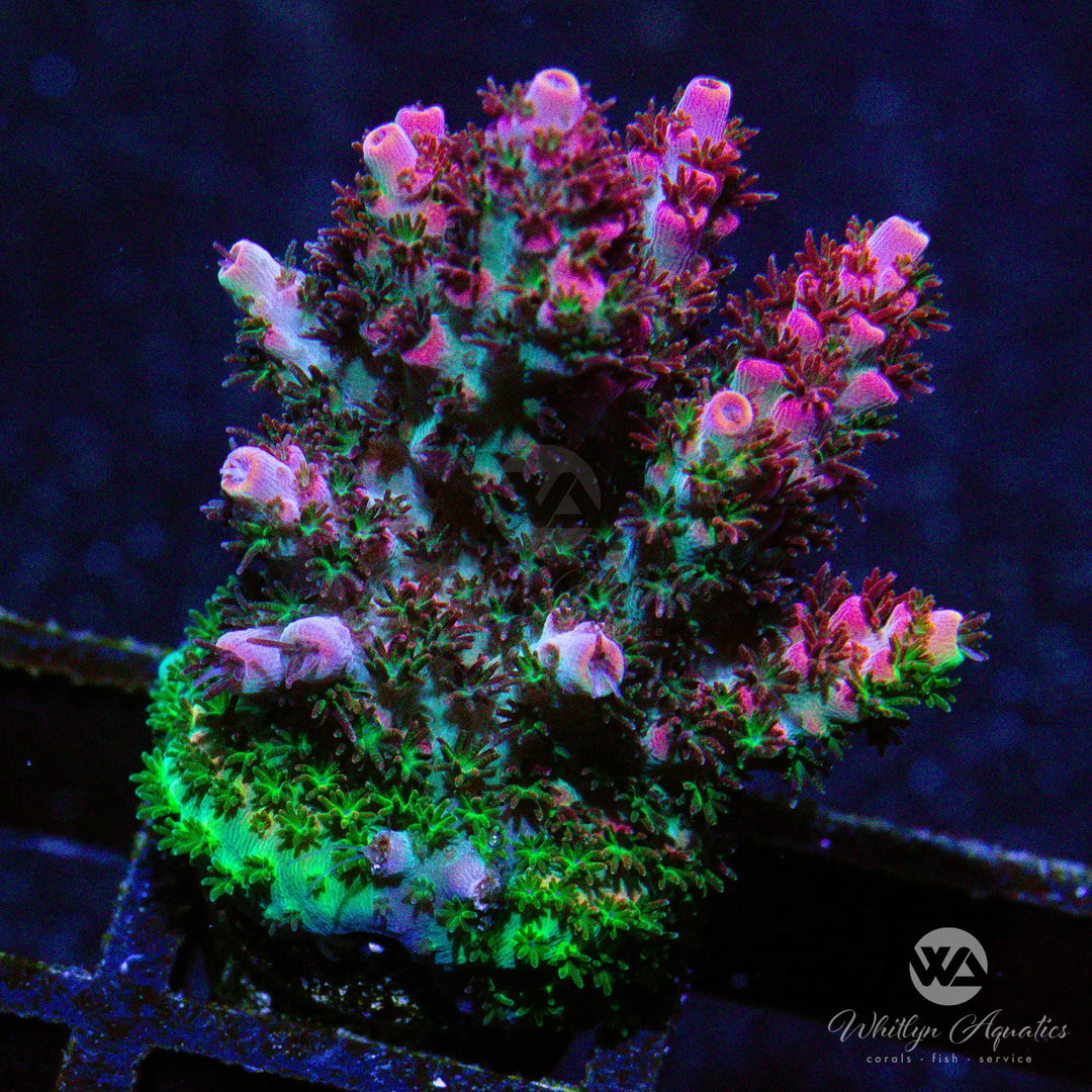 B26 - WA Fruity Pepples Acro - WYSIWYG