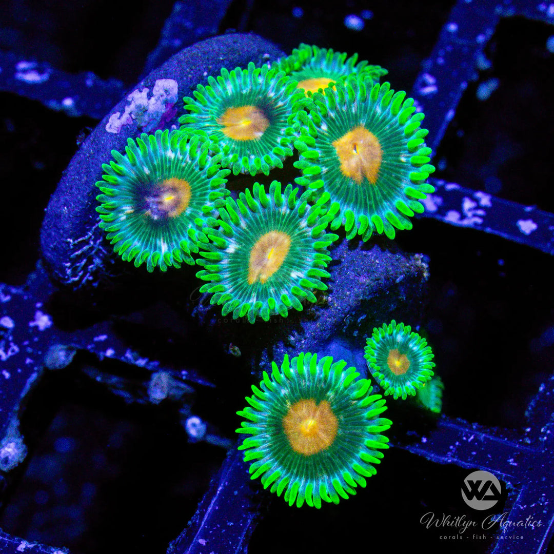 D27 - Miami Hurricane Zoa - WYSIWYG