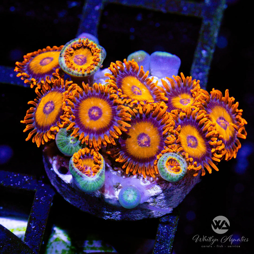 32B - Orange Oxide Zoa - WYSIWYG
