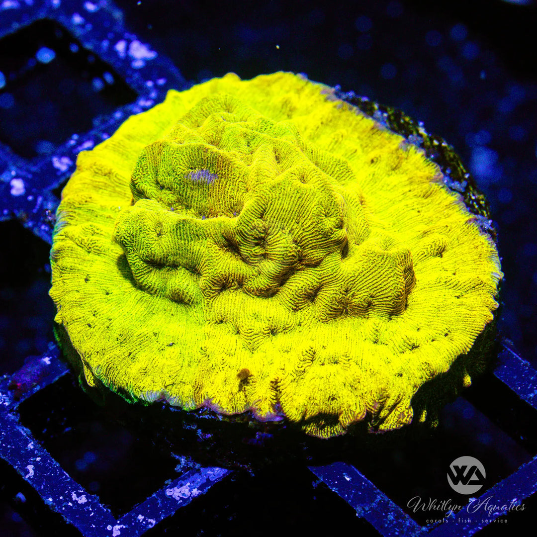 D28 - 24k Lepto - WYSIWYG