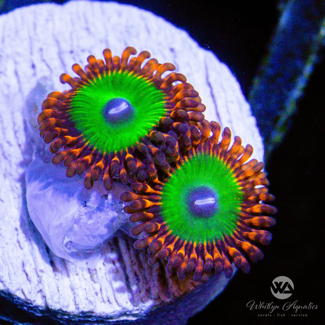 A34 - WA Candy Apple Zoa - WYSIWYG