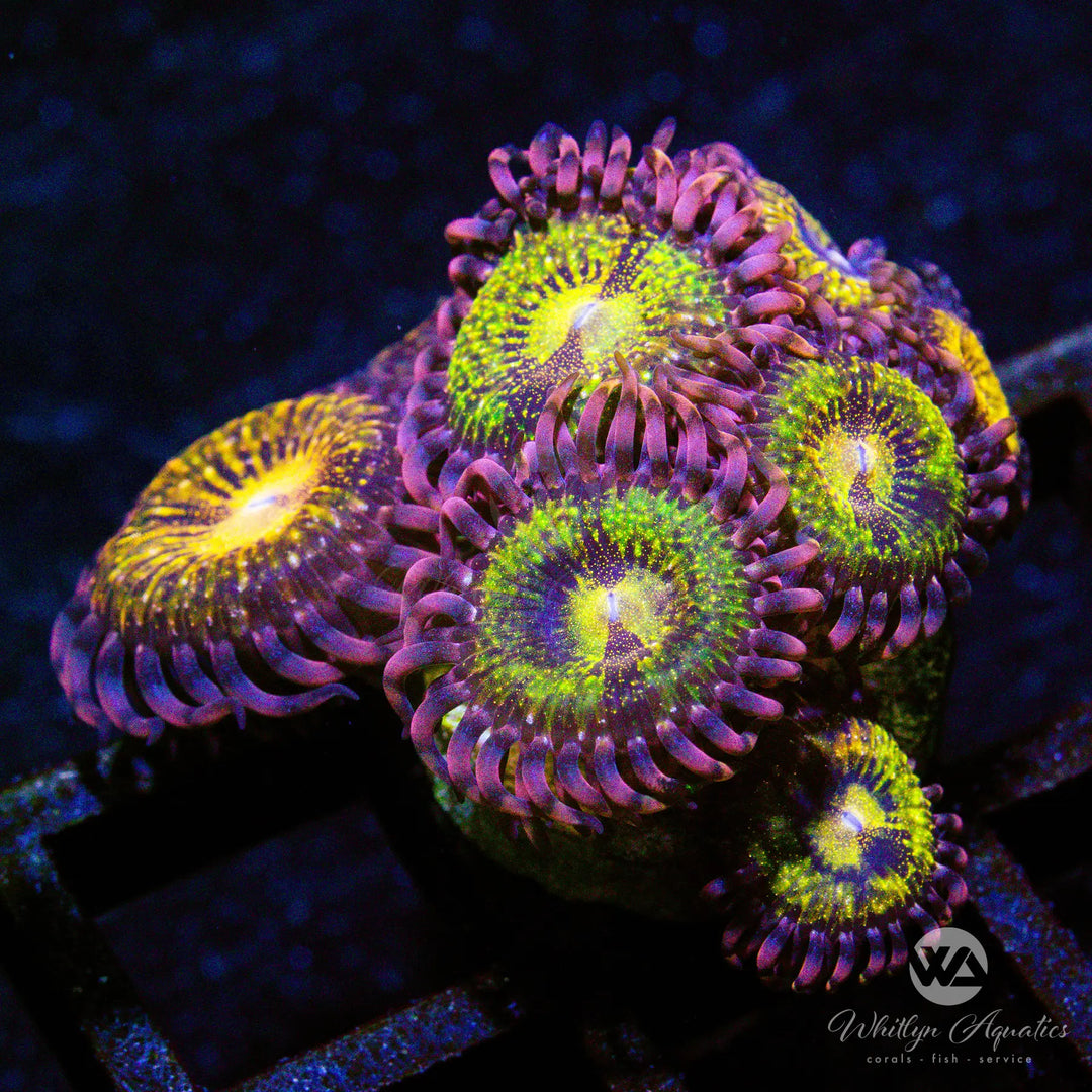 B28 - Pandora Zoa - WYSIWYG