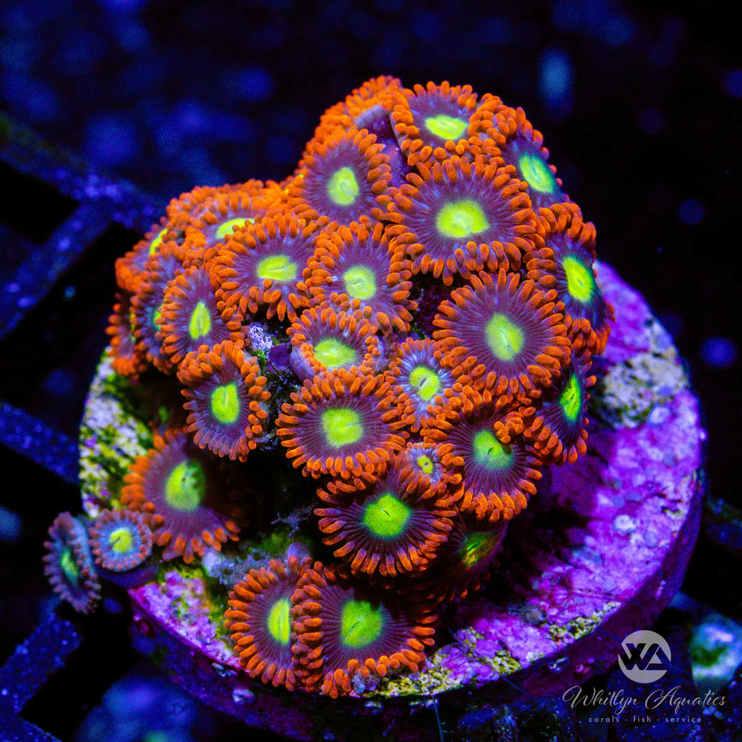 32B - WA Pacman Zoa - WYSIWYG