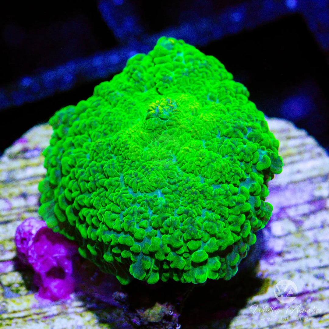 12D - Green Rhodactis - WYSIWYG