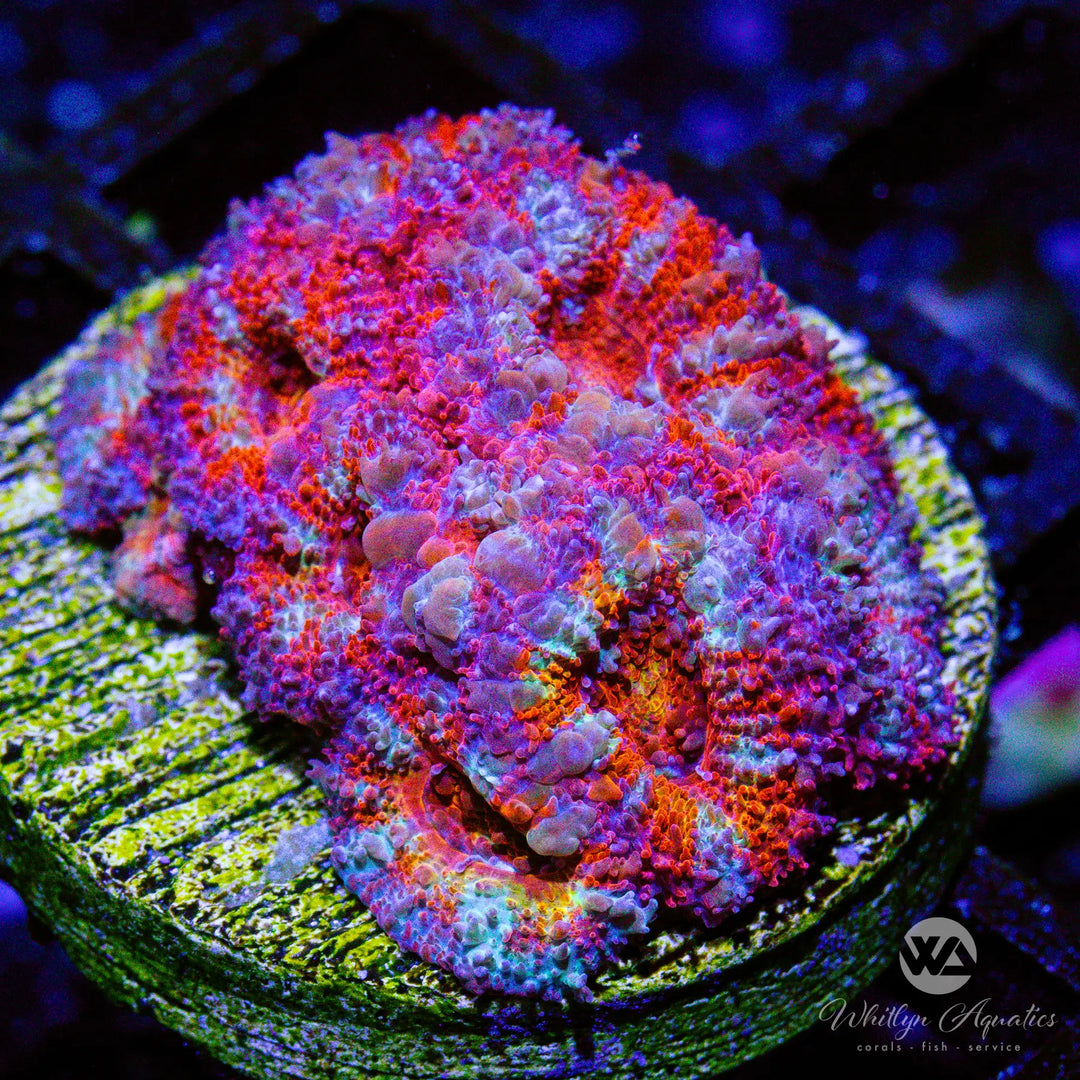 29A - WA Frosted Acan - WYSIWYG