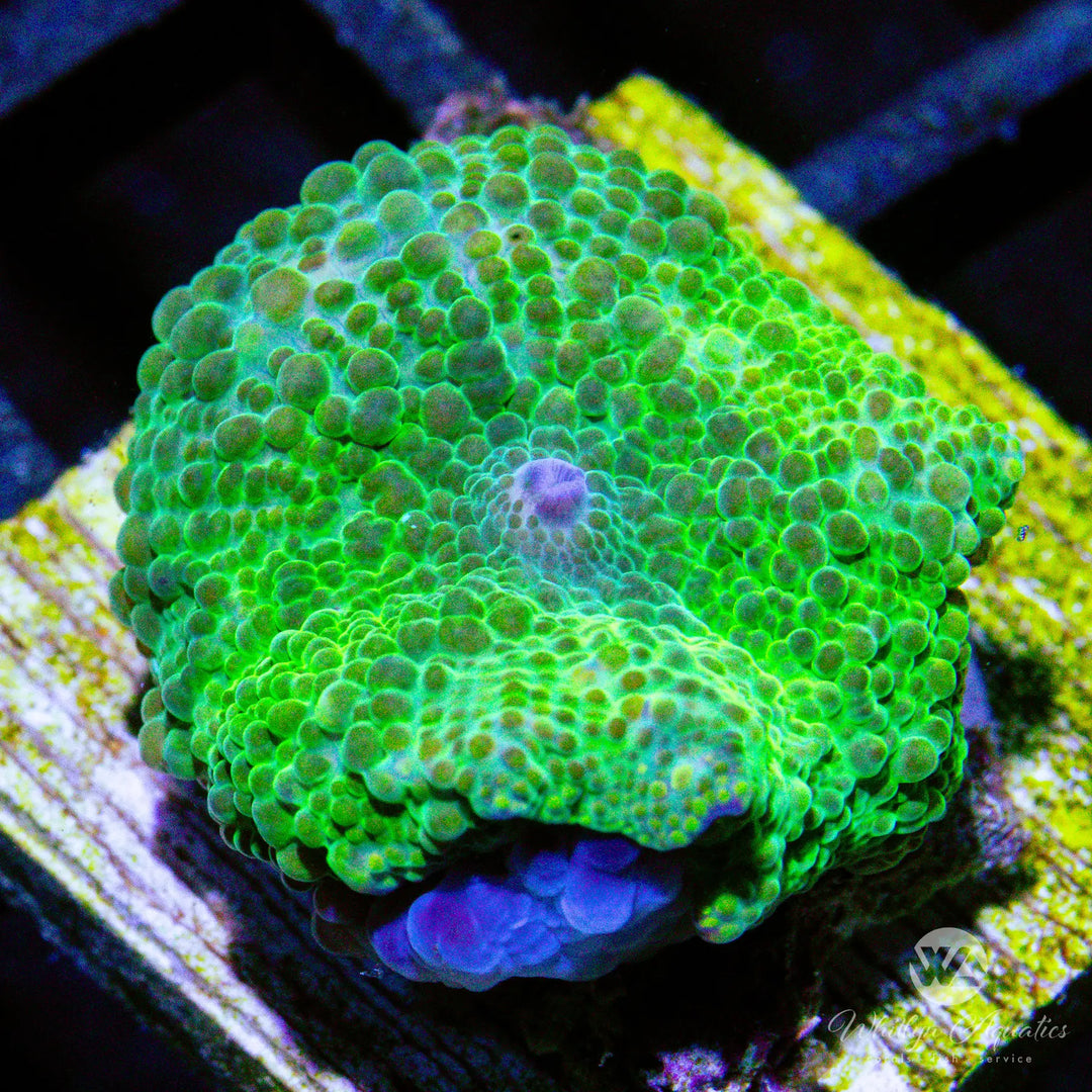 C34 - Green Mushroom - WYSIWYG
