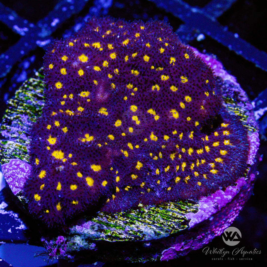 D29 - WA Starry Night Lepto - WYSIWYG