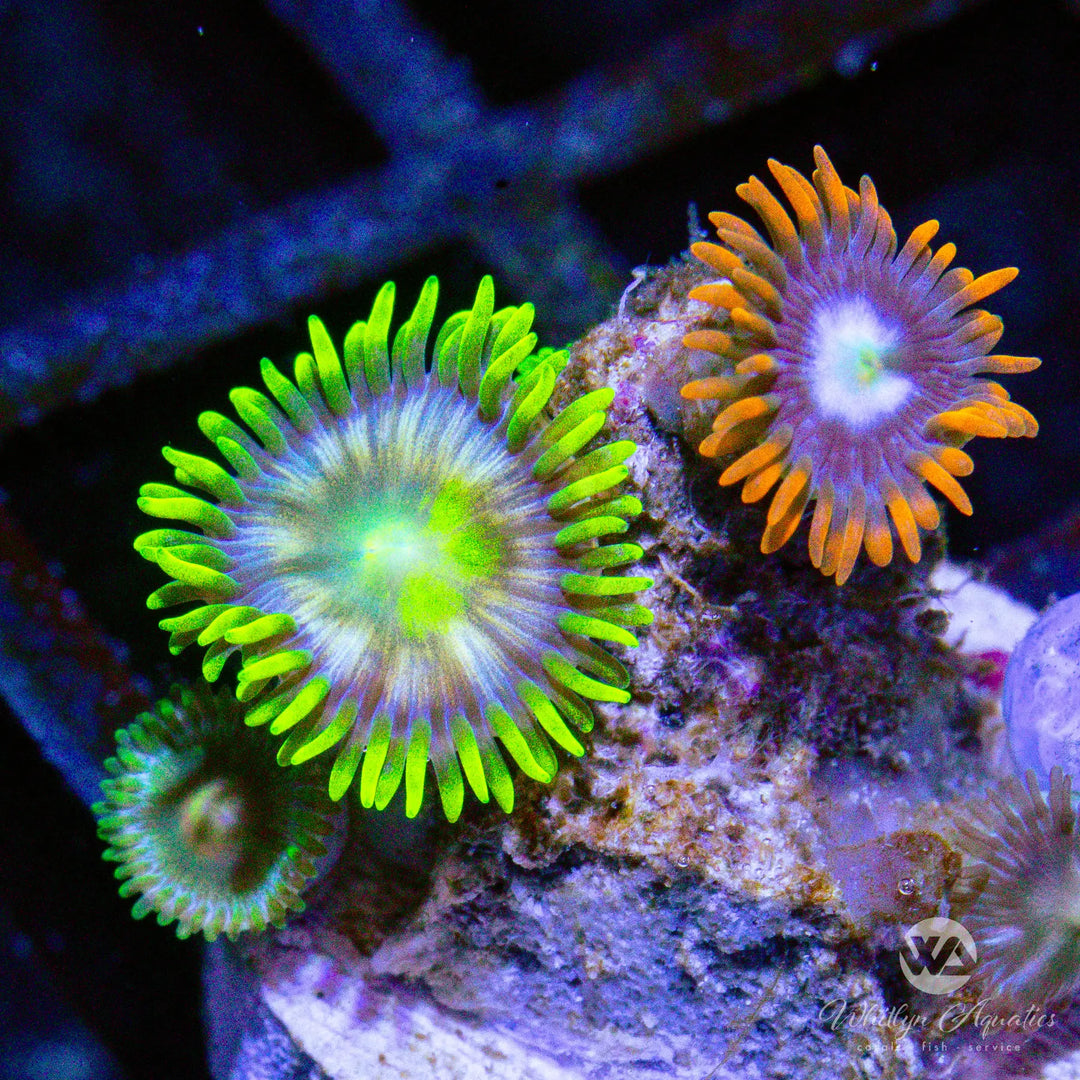 A35 - Zoa combo - WYSIWYG