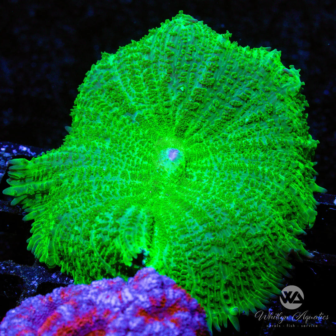 C37 - XL Green Ricordea - WYSIWYG