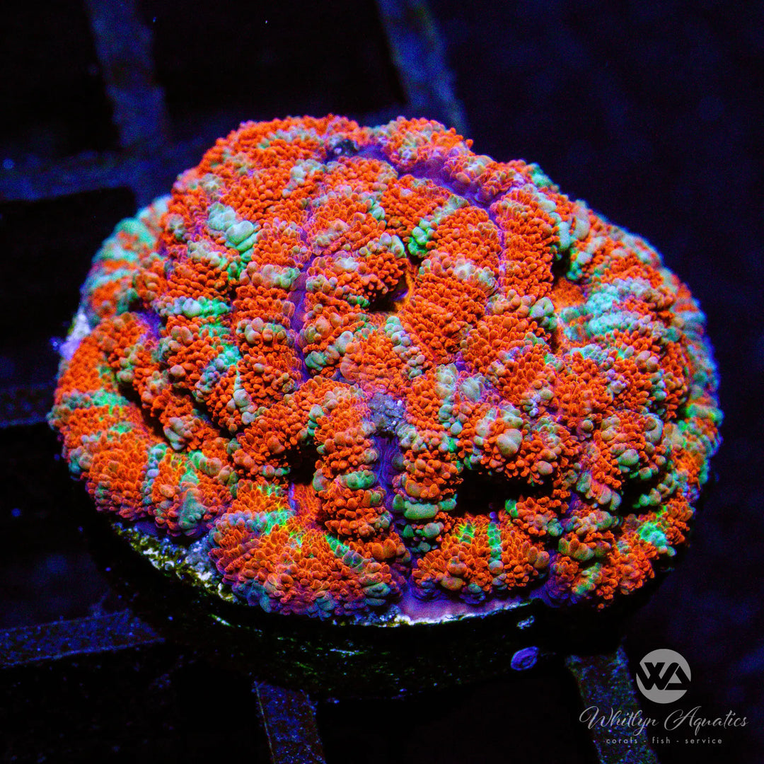 B32 - WA Peppermint Acan - WYSIWYG