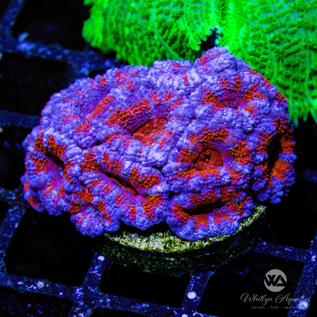C38 - WA Grape Soda Acan - WYSIWYG