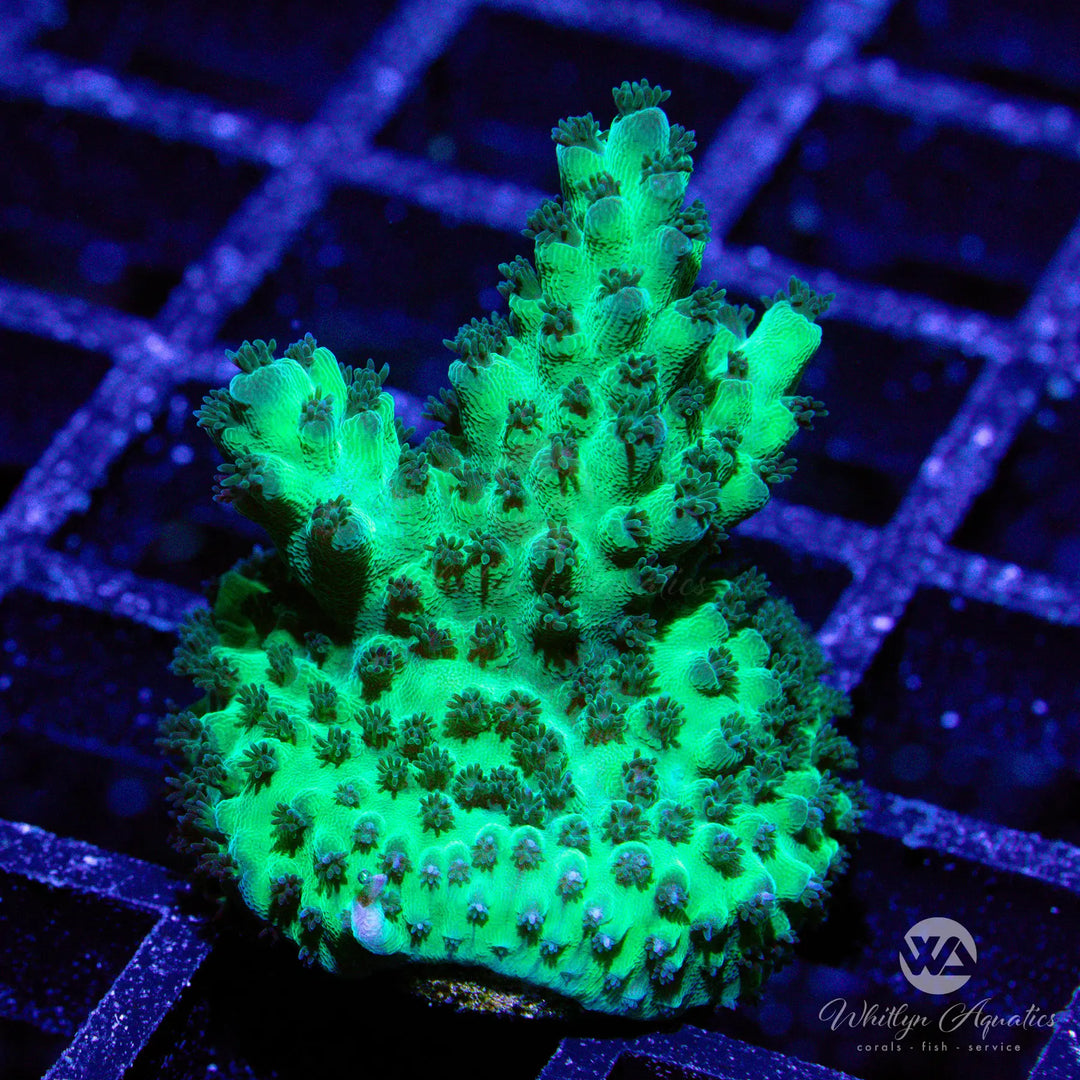 16D - Aussie Weeds Acro - WYSIWYG