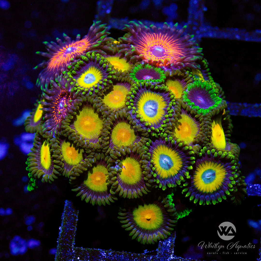 32A - Zoa Combo (4 Varieties) - WYSIWYG
