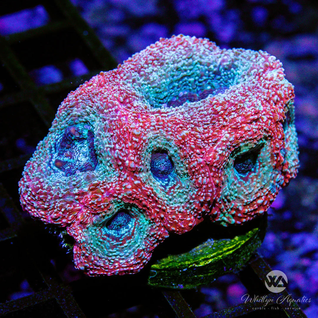 C32 - WA Galaxy Bower - WYSIWYG