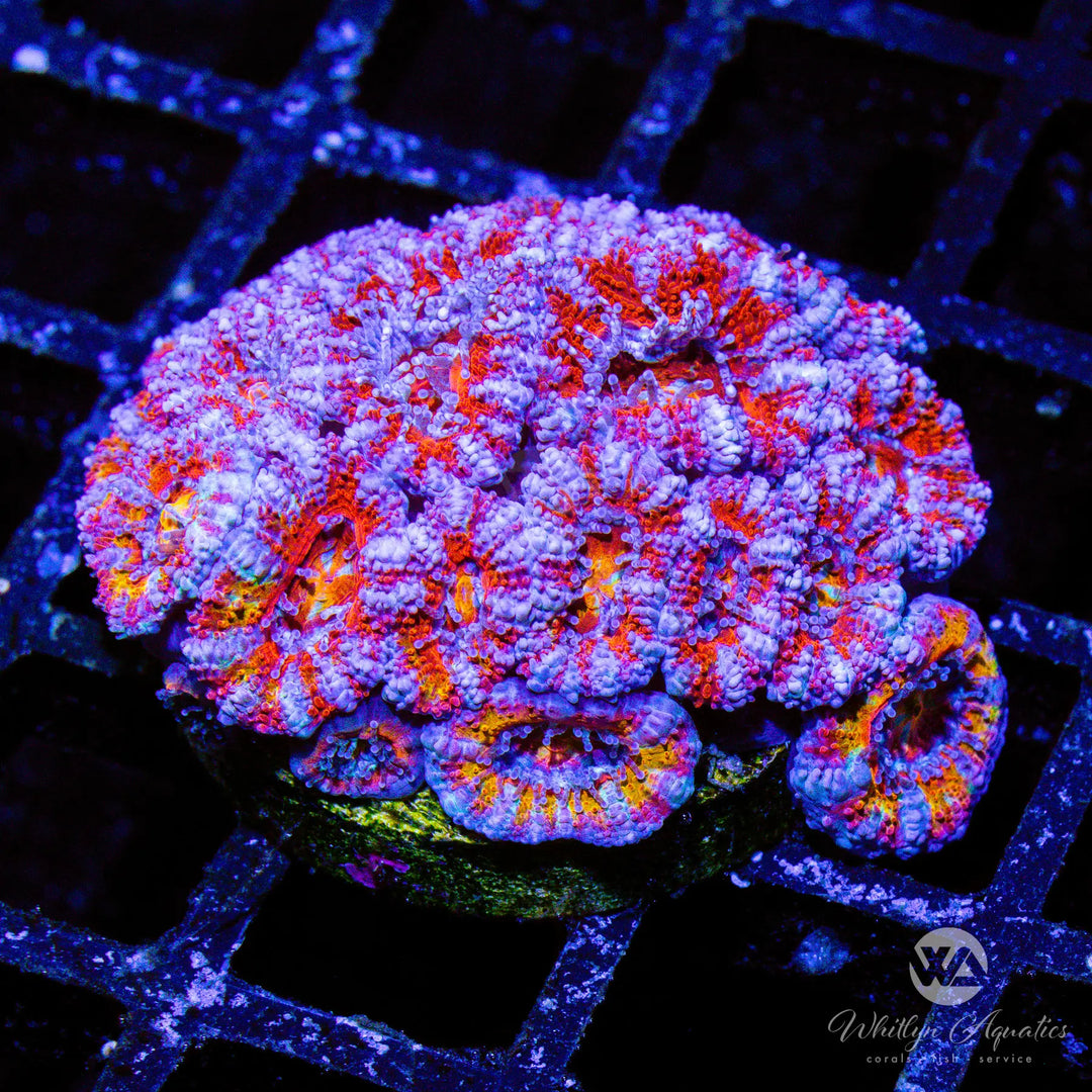 C39 - Candy Cane Acan - WYSIWYG