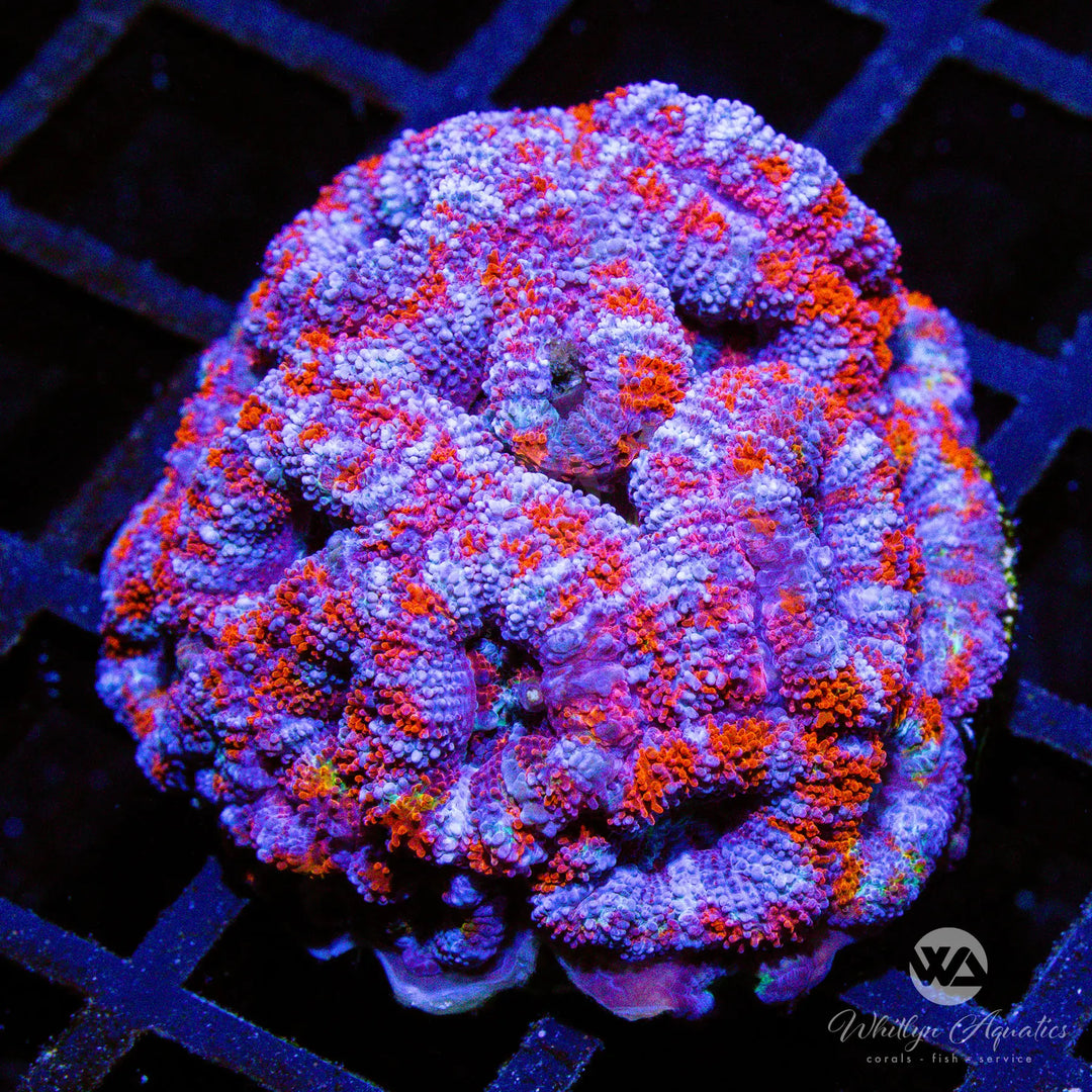 D38 - WA Papa Smurf Acan - WYSIWYG