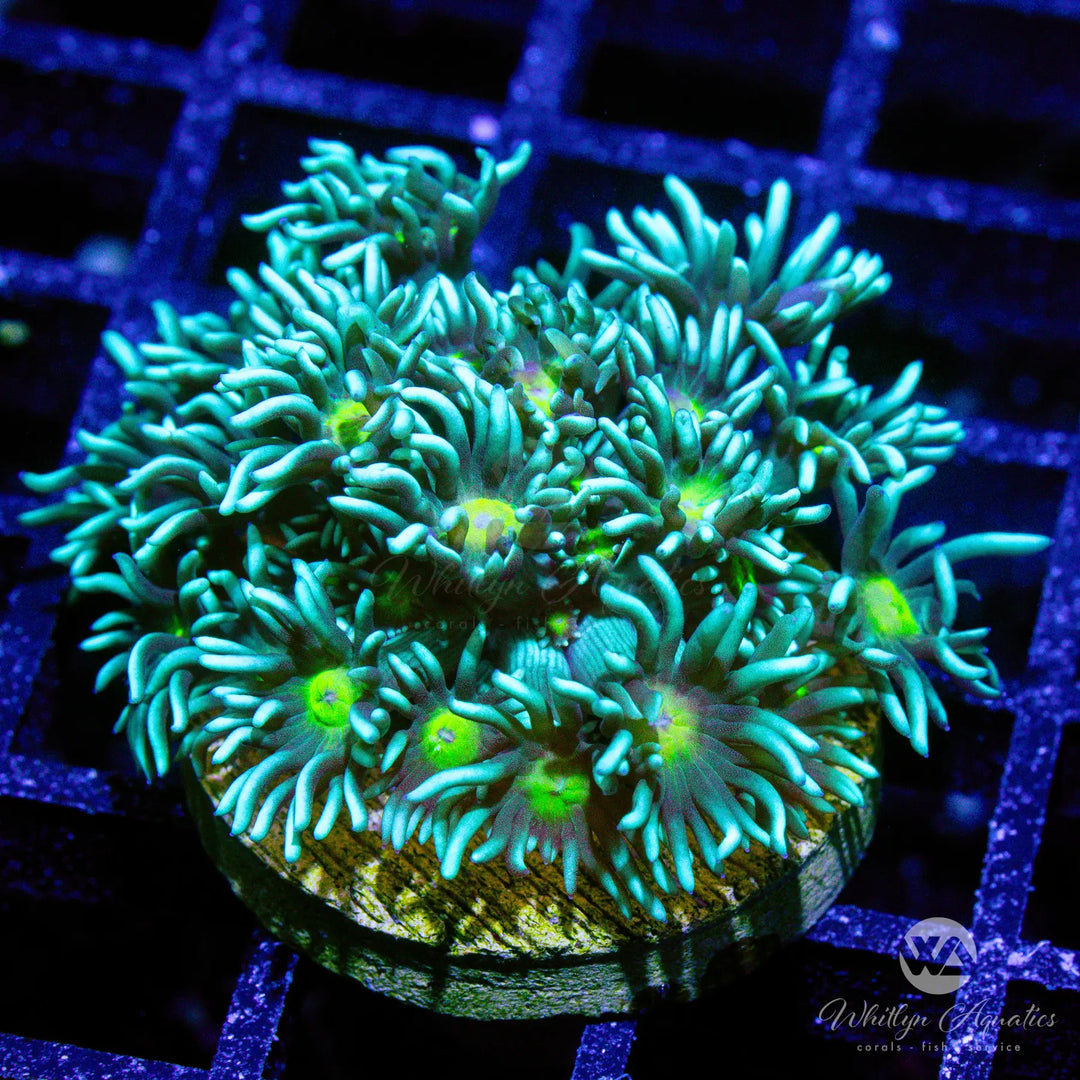 17D - WA Dragon Eye Goni - WYSIWYG