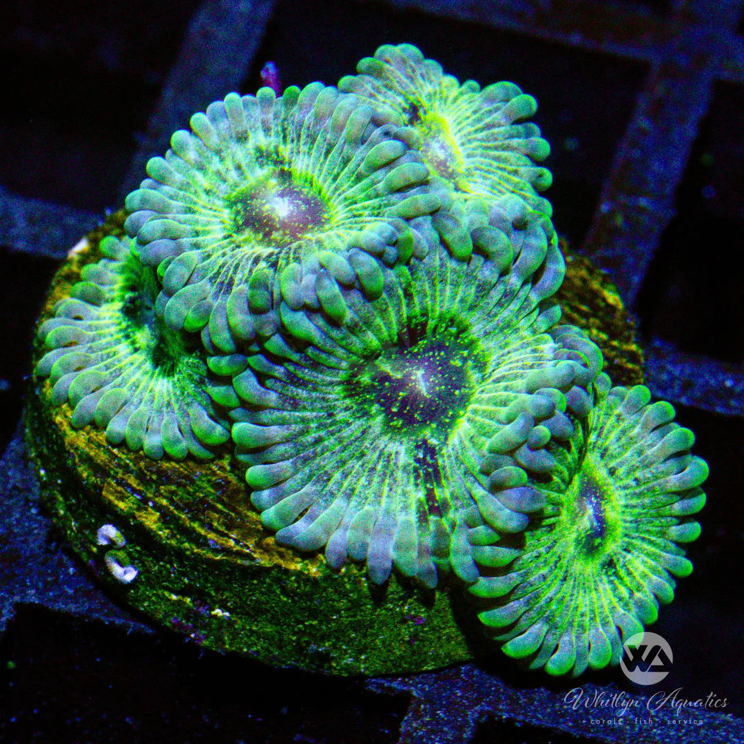 C35 - WA Green Inferno Zoa - WYSIWYG