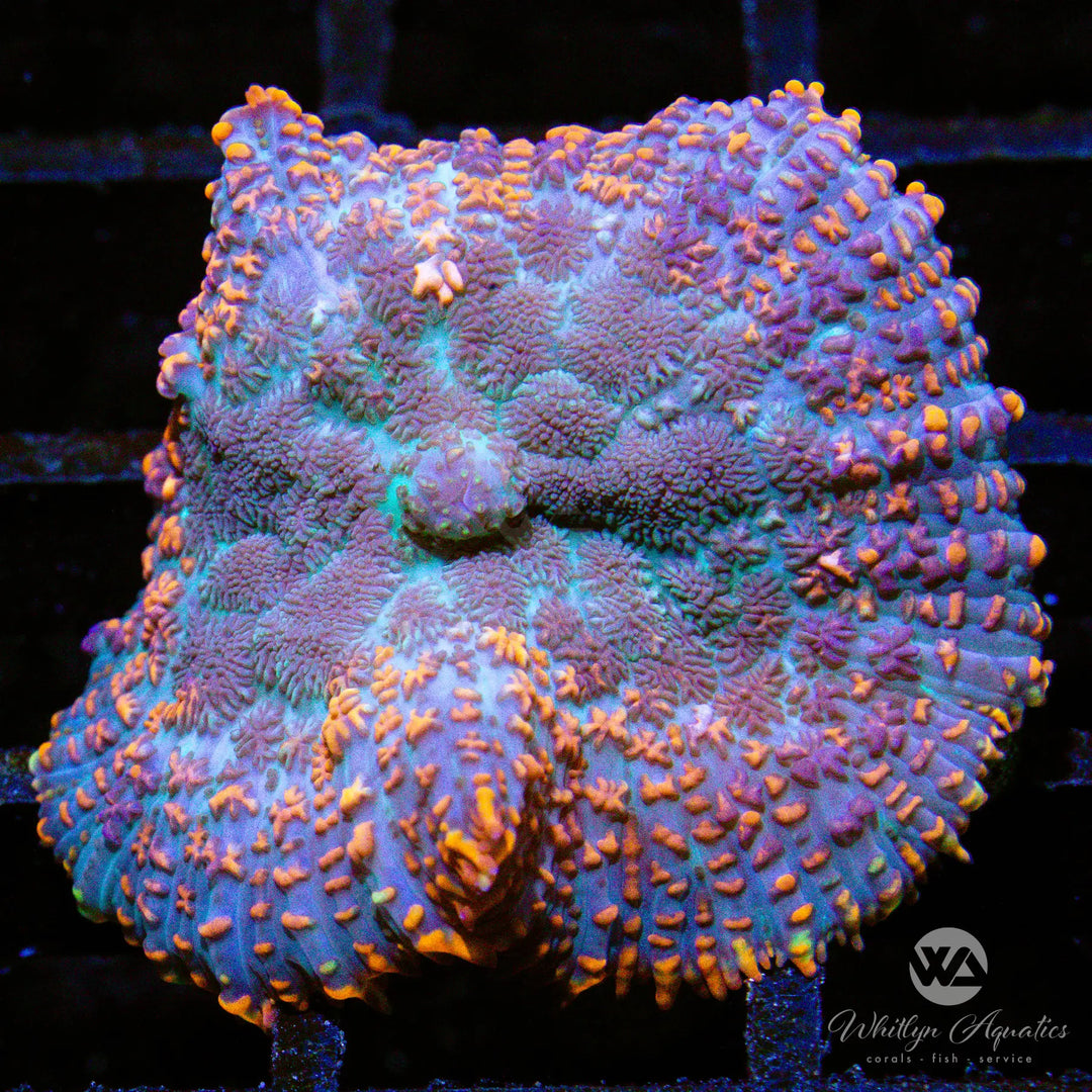 A38 - Superman Rhodactis - WYSIWYG