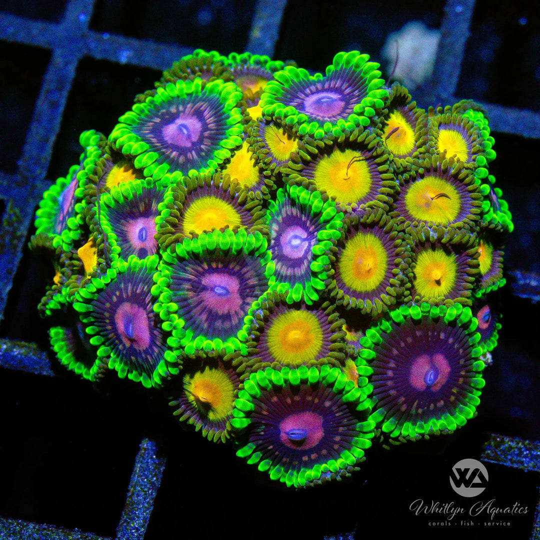 C37 - King Midas - Scarlet Fever Zoa - WYSIWYG