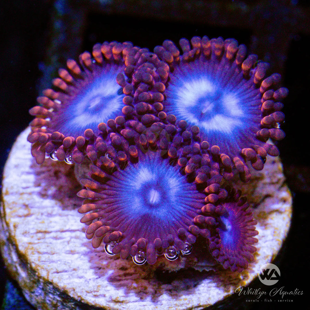 B33 - WA Superman Zoa - WYSIWYG