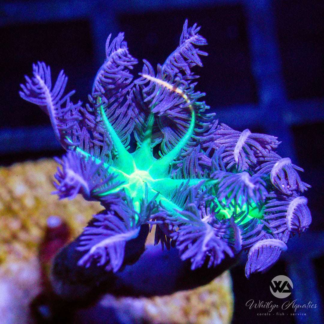 A38 - Rainbow Clove Polyps - WYSIWYG
