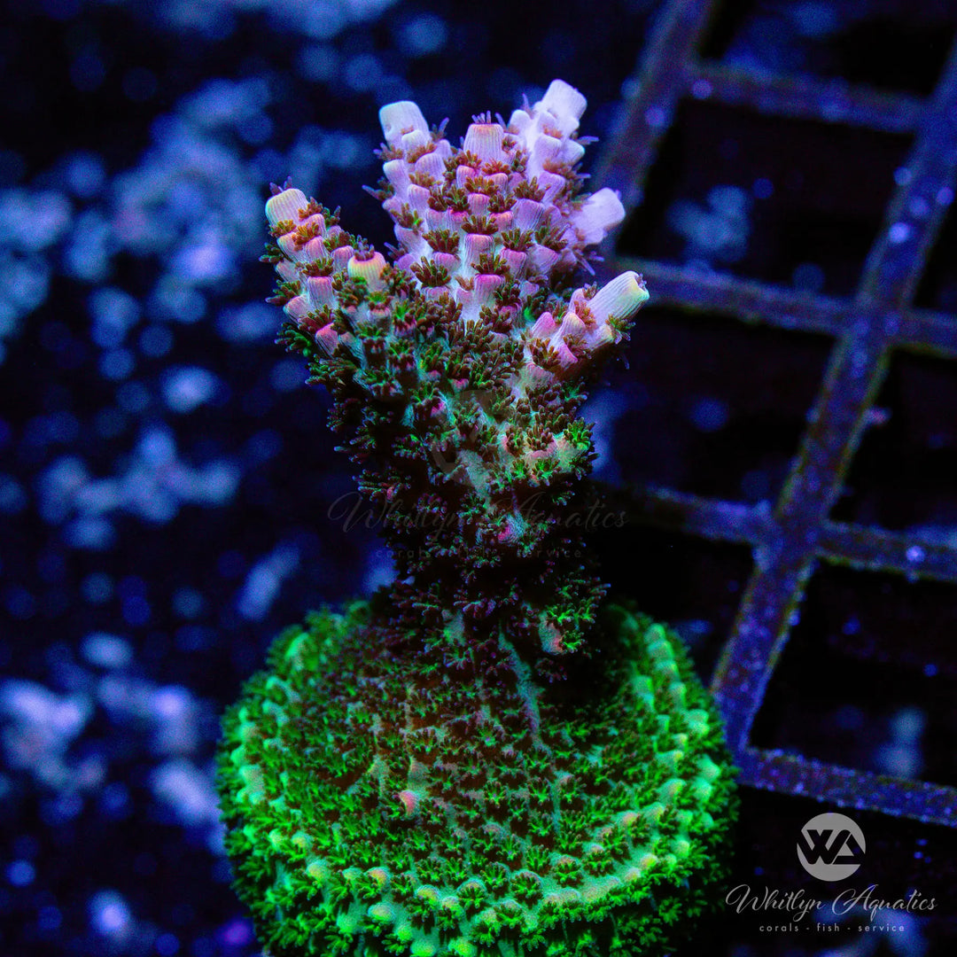 36B - Red Planet Acro - WYSIWYG