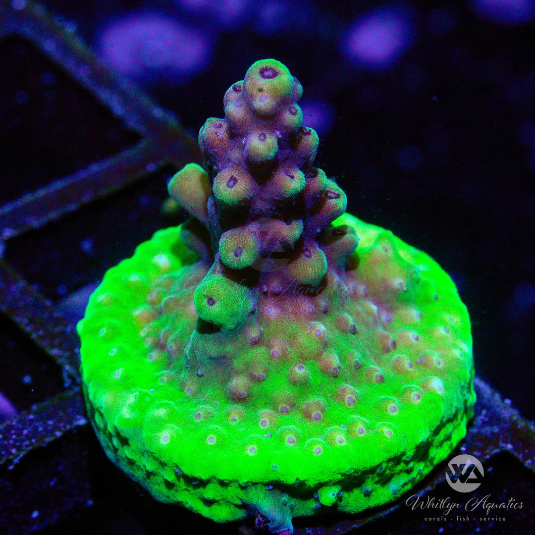 33A - Pink Cadillac Acro - WYSIWYG
