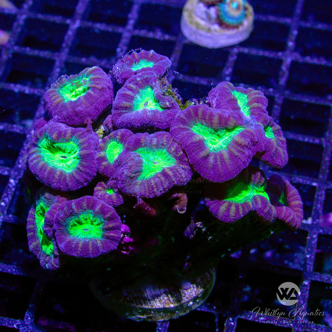39D - Purple & Green Trumpet Colony - WYSIWYG