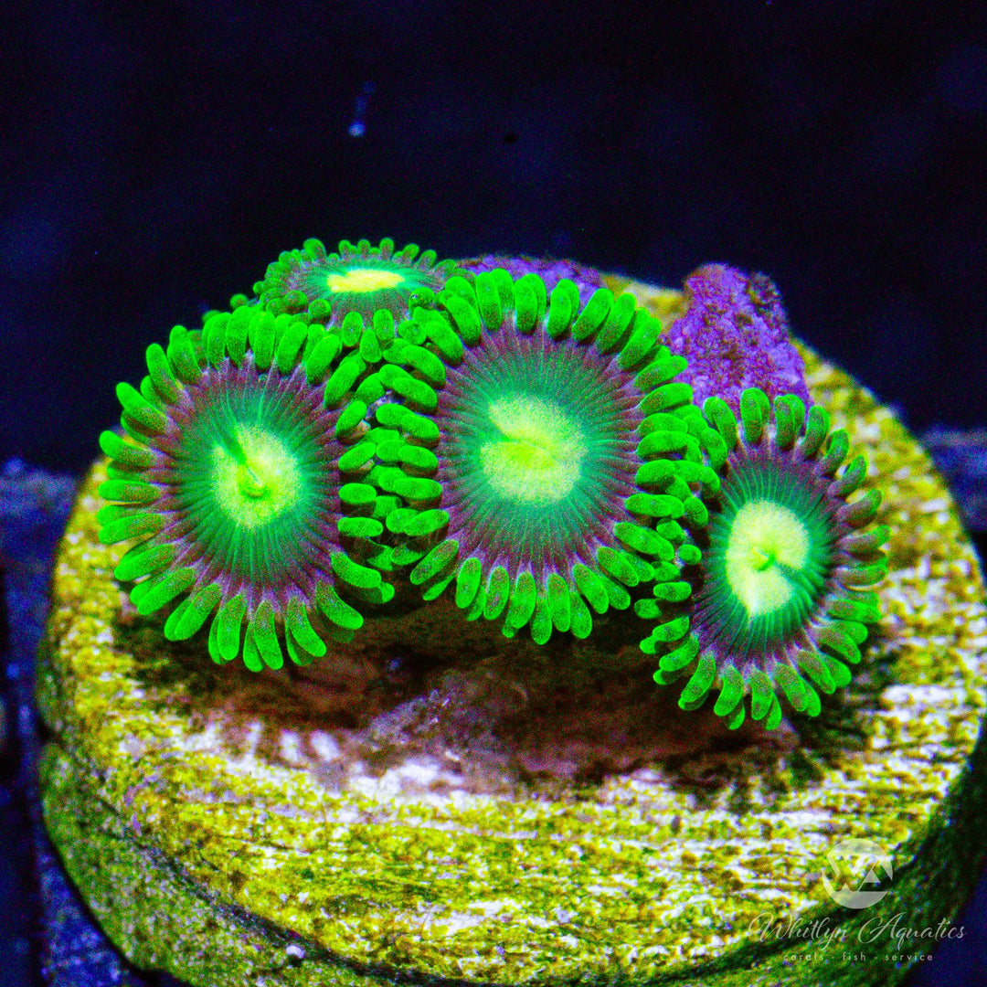A06 - Poison Apple Zoa - WYSIWYG