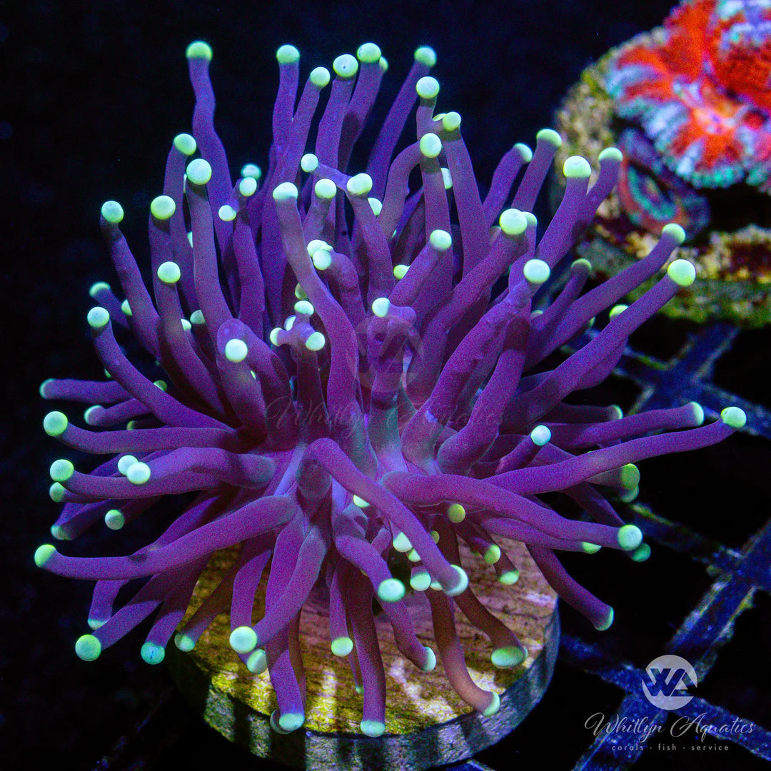 C05 - Purple Torch - WYSIWYG