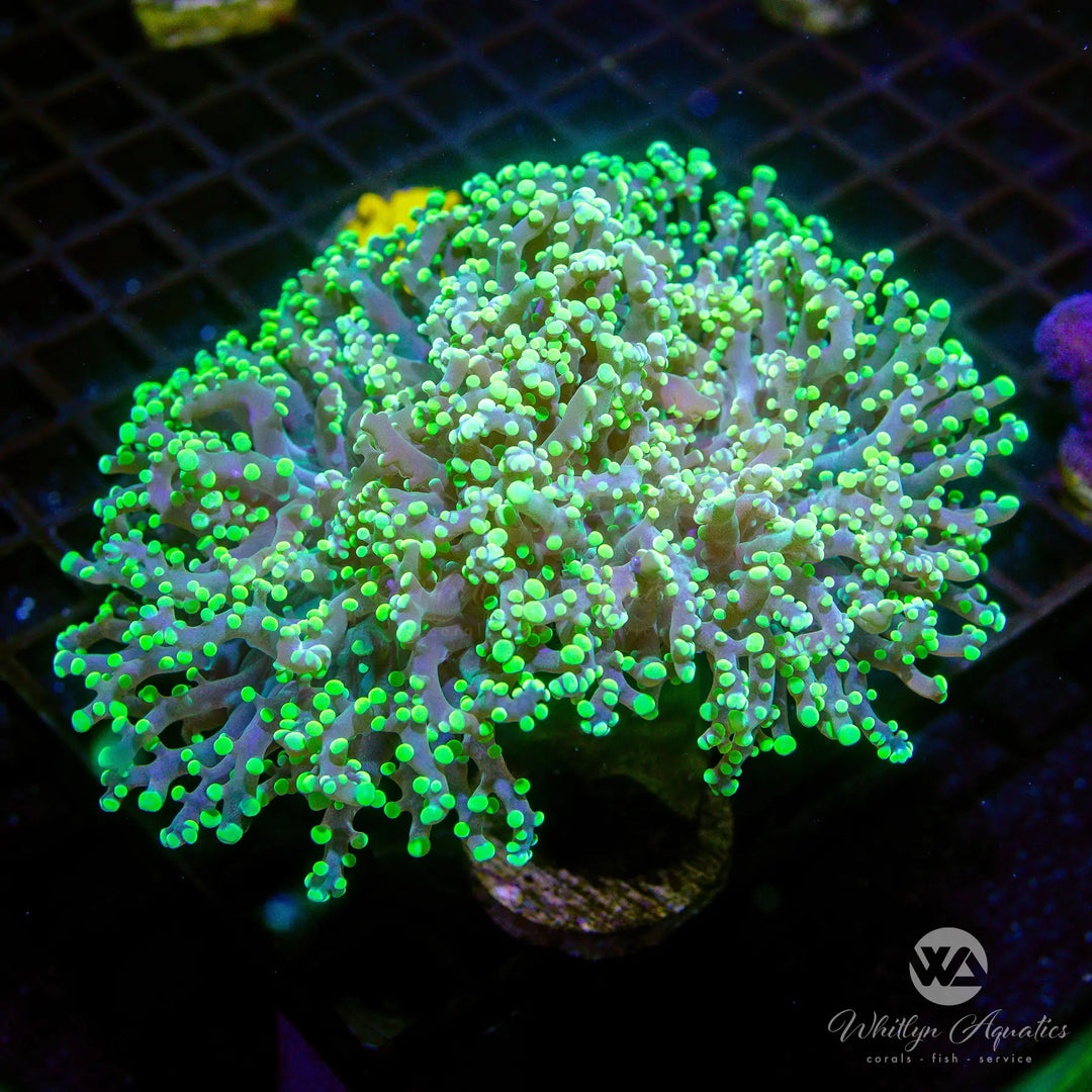 B31 - Green Octospawn - WYSIWYG