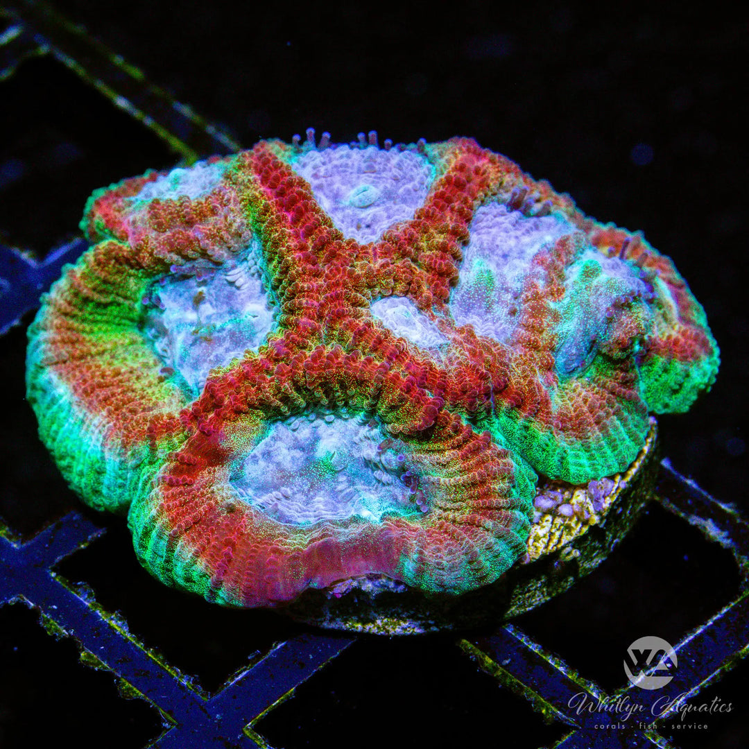 D03 - WA Rainbow Brite Favia - WYSIWYG
