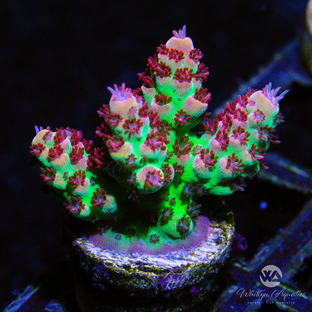 B04 - WA Cherry Bomb Acro - WYSIWYG