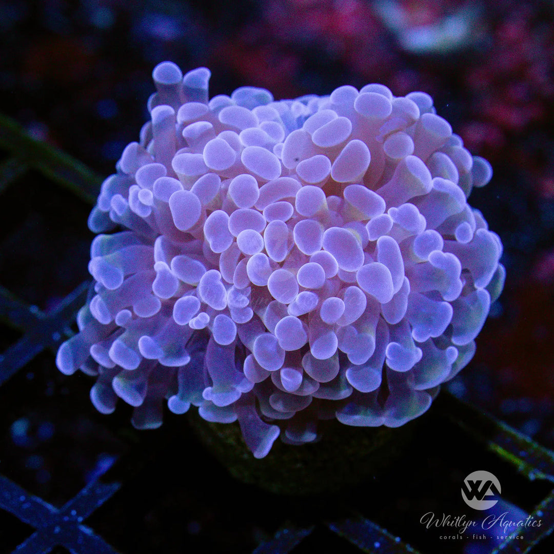 4A - Peach Branching Hammer - WYSIWYG