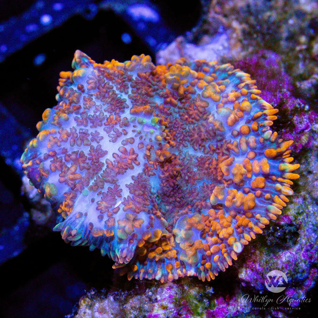 C42 - Superman Rhodactis - WYSIWYG