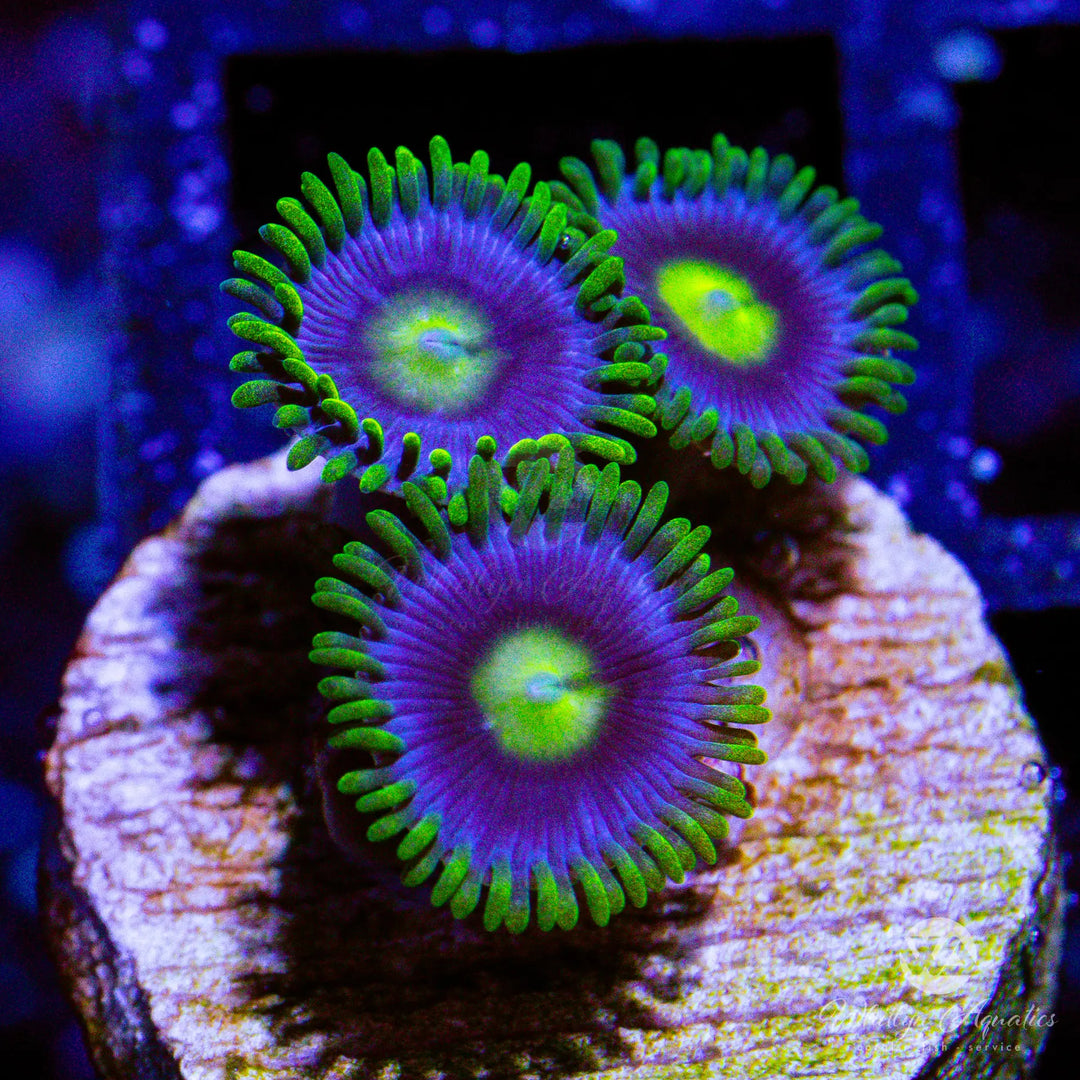 13D - Blueberry Fields Zoa - WYSIWYG