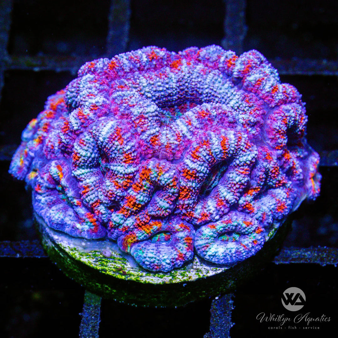 A39 - WA Cotton Candy Acan - WYSIWYG