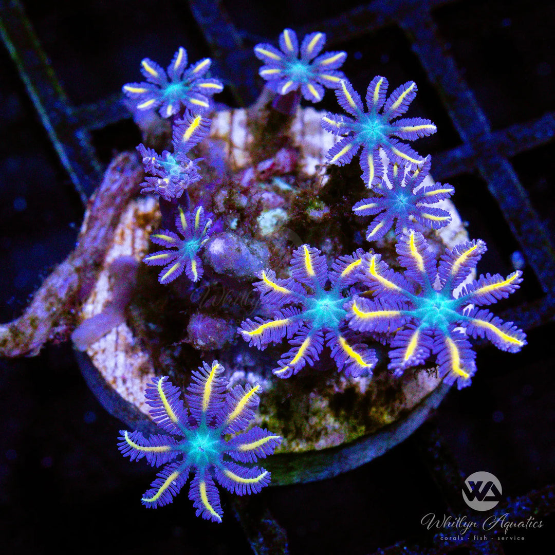 B35 - Rainbow Clove Polyps - WYSIWYG