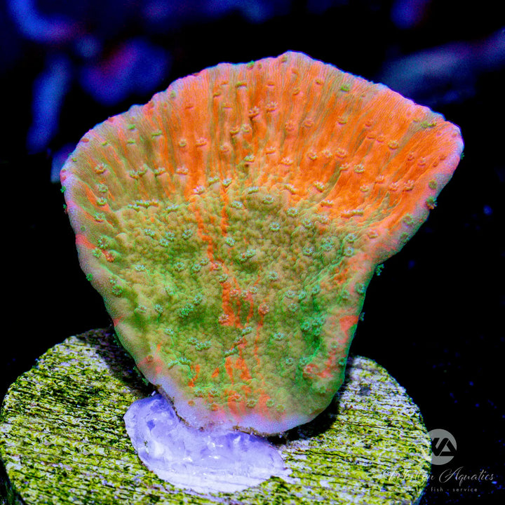 WA Pumpkin Splice Monti Cap