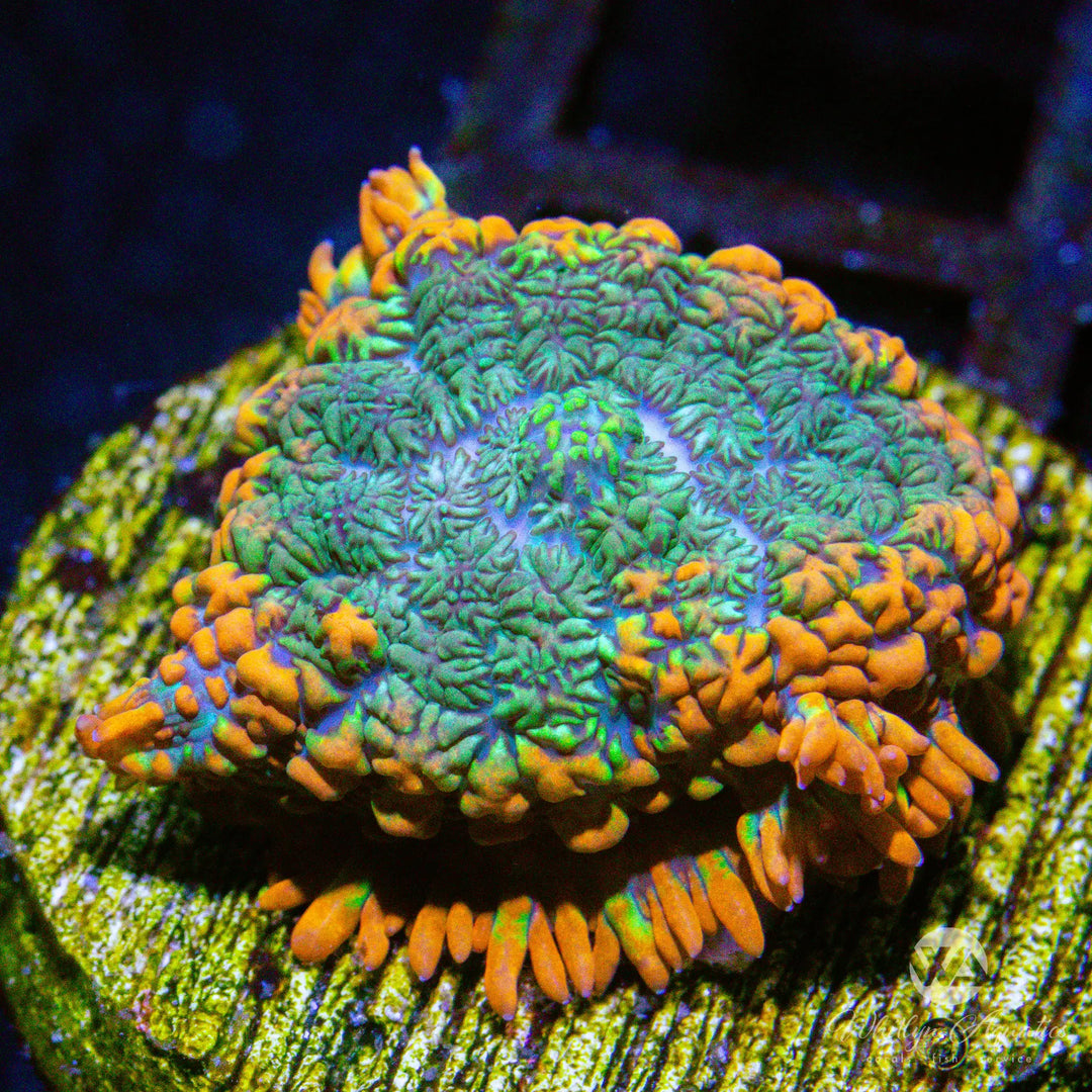 B34 - WA Hurricane Rhodactis - WYSIWYG